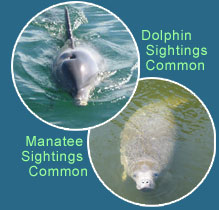 Dolphin &  Manatee